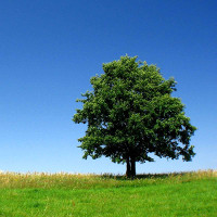 Giải bài tập SGK Tiếng Anh lớp 6 Chương trình mới Unit 11 COMMUNICATION, SKILL 1, SKILL 2, LOOKING BACK - PROJECT