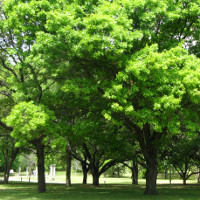 Giải bài tập SGK Tiếng Anh lớp 6 Chương trình mới Unit 11 GETTING STARTED, A CLOSER LOOK 1, A CLOSER LOOK 2