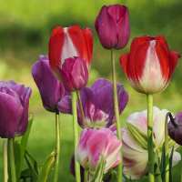 Đề thi thử THPT Quốc gia năm 2017 môn Tiếng Anh trường THPT Chuyên Thoại Ngọc Hầu, An Giang có đáp án (Lần 1)