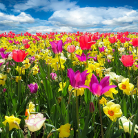 Đề thi thử THPT Quốc gia năm 2017 môn Tiếng Anh trường THPT Hồng Quang, Yên Bái CÓ ĐÁP ÁN (1)