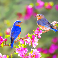 Đề thi thử THPT Quốc gia năm 2017 môn Tiếng Anh trường THPT Hồng Quang, Yên Bái CÓ ĐÁP ÁN (2)