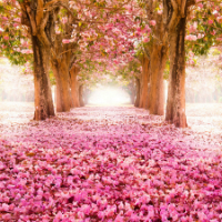 Đề thi thử THPT Quốc gia năm 2017 môn Tiếng Anh trường THPT Hồng Quang, Yên Bái CÓ ĐÁP ÁN (3)