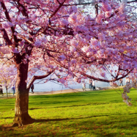 Đề thi thử THPT Quốc gia năm 2017 môn Tiếng Anh trường THPT Hồng Quang, Yên Bái CÓ ĐÁP ÁN (4)