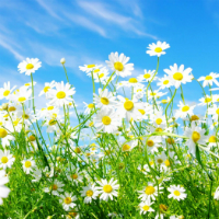 Đề thi thử THPT Quốc gia năm 2017 môn Tiếng Anh trường THPT Hồng Quang, Yên Bái CÓ ĐÁP ÁN (5)