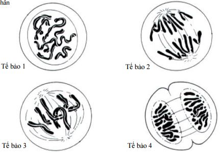 Đề thi thử THPT Quốc gia năm 2017 môn Sinh học