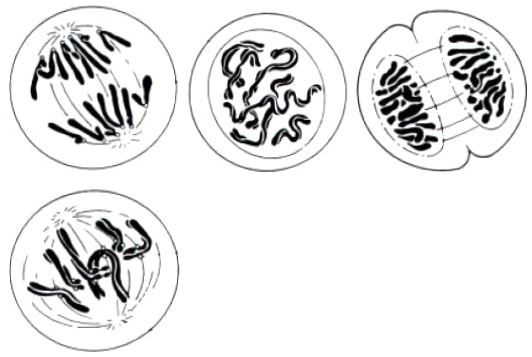 Đề thi thử THPT Quốc gia năm 2017 môn Sinh học