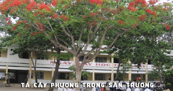 Tả cây phượng trên sân trường em