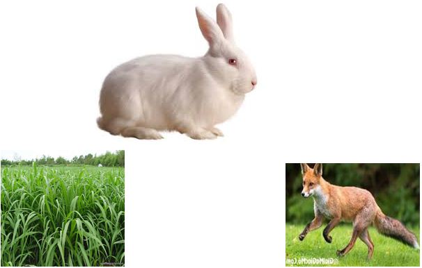 Đề thi học kì 2 môn Khoa học lớp 4 trường Tiểu học Mỹ Thành năm học 2016 - 2017 Đề thi học kì 2 môn Khoa học lớp 4 có đáp án