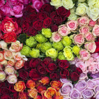 Tổng hợp tranh tô màu cho bé theo chủ đề