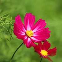 Tranh tô màu bông hoa dành cho bé học mẫu giáo