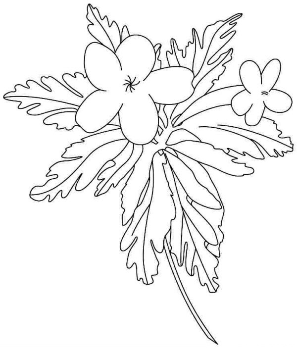 Tranh tô màu bông hoa dành cho bé học mẫu giáo