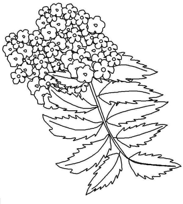 Tranh tô màu bông hoa dành cho bé học mẫu giáo