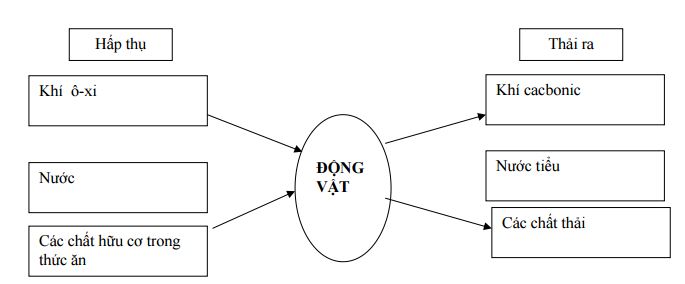 Đề thi học kì 2 môn Khoa học lớp 4
