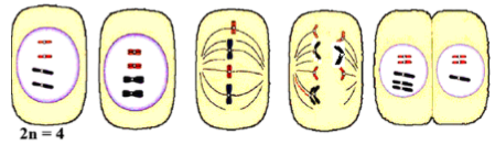 Đề thi thử THPT Quốc gia năm 2017 môn Sinh học