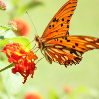 Giải bài tập SGK Tiếng Anh lớp 8 Chương trình mới Unit 12 SKILLS 2, LOOKING BACK - PROJECT