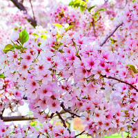 Đề thi thử THPT Quốc gia môn Tiếng Anh năm 2017 Sở GD&ĐT Hải Phòng