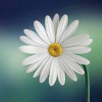 Đề thi thử THPT Quốc gia năm 2017 môn Tiếng Anh có đáp án - Đề 88