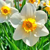 Đề thi thử THPT Quốc gia năm 2017 môn Tiếng Anh có đáp án - Đề 89