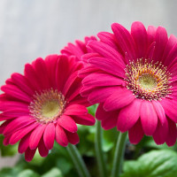 Đề thi thử THPT Quốc gia năm 2017 môn Tiếng Anh có đáp án - Đề 90