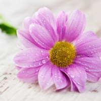 Đề thi thử THPT Quốc gia năm 2017 môn Tiếng Anh có đáp án - Đề 91