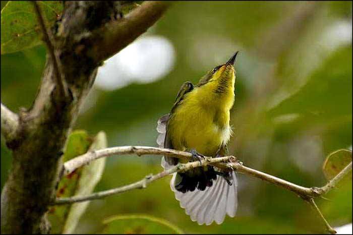 Phân tích bài thơ Mùa xuân nho nhỏ của tác giả Thanh Hải