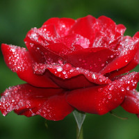 Đề thi thử THPT Quốc gia năm 2017 môn Tiếng Anh có đáp án + giải thích chi tiết (Đề 3)