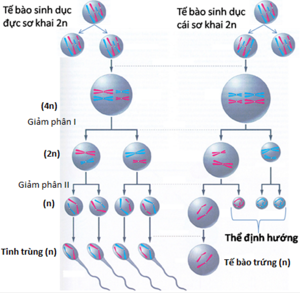 Sinh sản hữu tính ở động vật