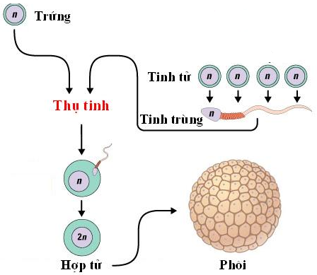 Sinh sản hữu tính ở động vật