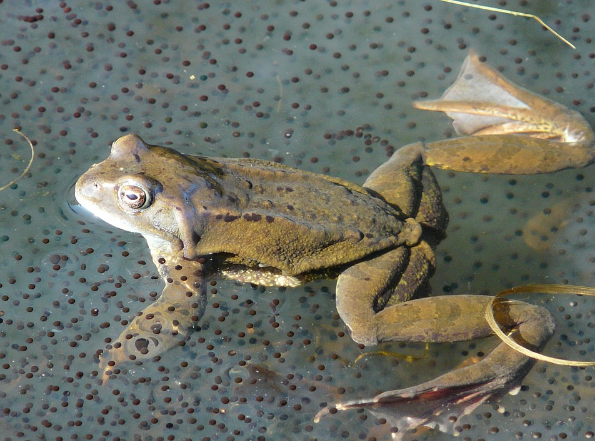 Sinh sản hữu tính ở động vật