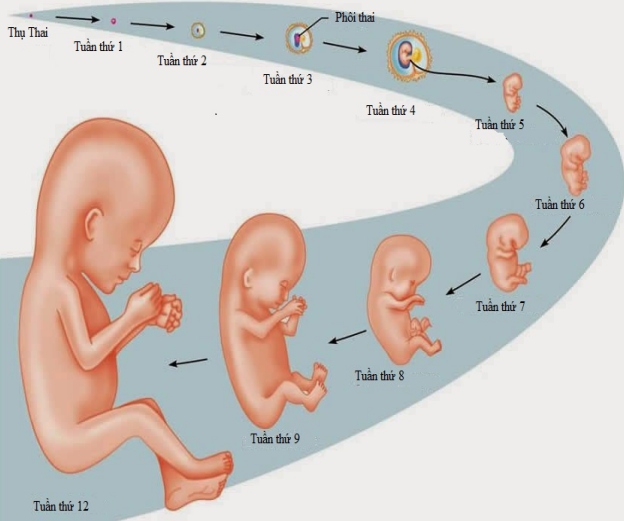 Sinh sản hữu tính ở động vật