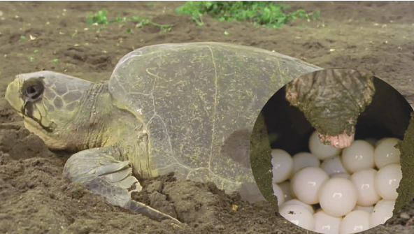 Sinh sản hữu tính ở động vật