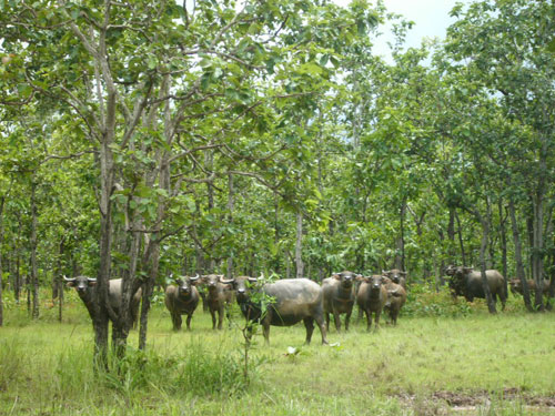 Tóm tắt lý thuyết quần thể sinh vật và mối quan hệ giữa các cá thể trong quần thể