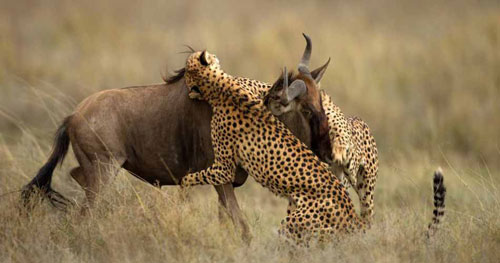 Tóm tắt lý thuyết quần thể sinh vật và mối quan hệ giữa các cá thể trong quần thể