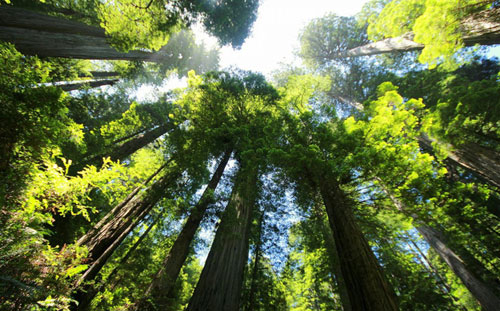 Tóm tắt lý thuyết quần thể sinh vật và mối quan hệ giữa các cá thể trong quần thể