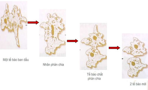 Lý thuyết sinh sản vô tính ở động vật