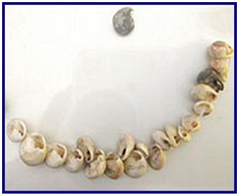 Lý thuyết Lịch sử 10 bài 1: Sự xuất hiện loài người và bầy người nguyên thuỷ