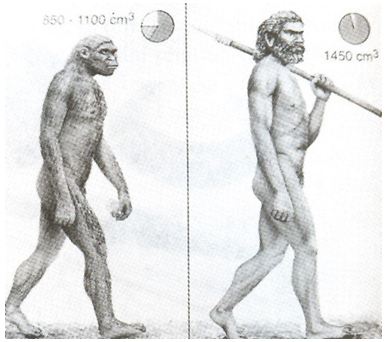 Lý thuyết Lịch sử 10 bài 1: Sự xuất hiện loài người và bầy người nguyên thuỷ