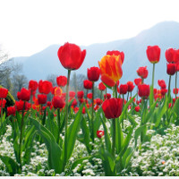 Đề ôn thi vào lớp 10 môn tiếng Anh năm học 2017 - 2018 có đáp án - Đề 2