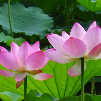 Đề thi thử vào lớp 10 môn tiếng Anh năm học 2017 - 2018 có đáp án - Đề 11