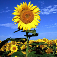 Đề thi thử vào lớp 10 môn tiếng Anh năm học 2017 - 2018 có đáp án - Đề 3