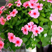 Đề thi thử vào lớp 10 môn tiếng Anh năm học 2017 - 2018 có đáp án - Đề 5