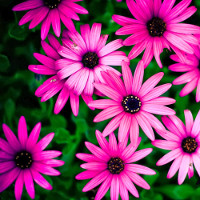 Đề thi thử vào lớp 10 môn tiếng Anh năm học 2017 - 2018 có đáp án - Đề 6