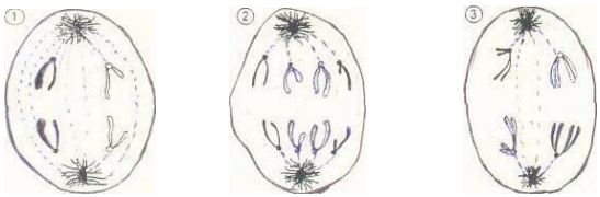 Đề thi thử vào lớp 10 môn Sinh học có đáp án