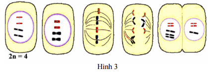 Đề thi thử THPT Quốc gia năm 2017 môn Sinh học