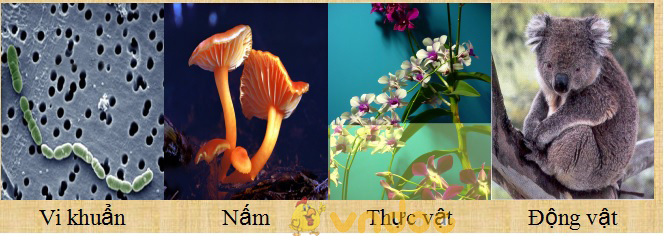 Lý thuyết môn Sinh học lớp 6