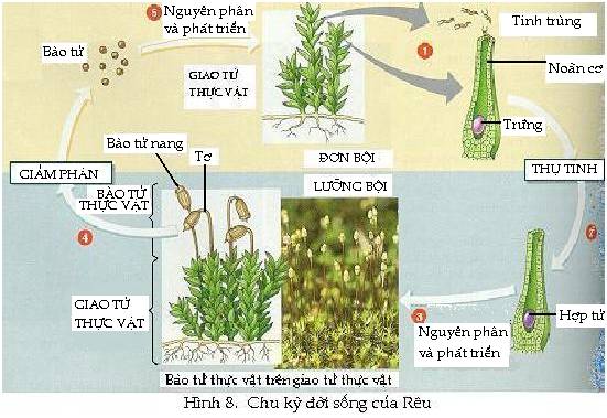 Lý thuyết và bài tập Sinh học lớp 6