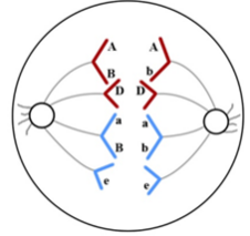 Đề thi thử THPT Quốc gia năm 2017 môn Sinh học