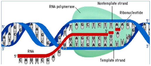 Đề thi thử THPT Quốc gia 2017 môn Sinh học