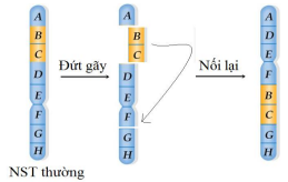 Đề thi thử THPT Quốc gia năm 2017 môn Sinh học