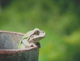 Phân tích truyện ngụ ngôn Ếch ngồi đáy giếng